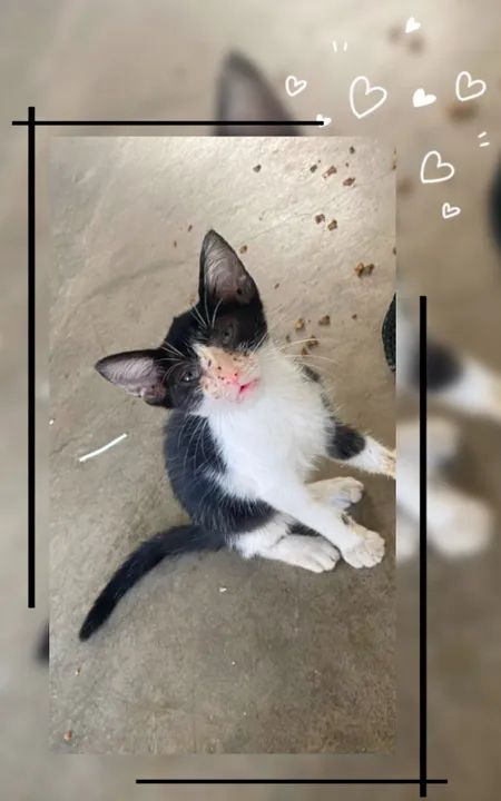 Adoção responsável  - Foto 2