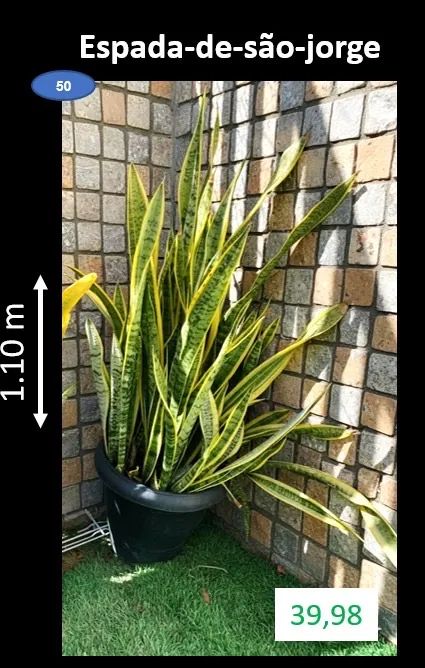 Espada-de-são-jorge