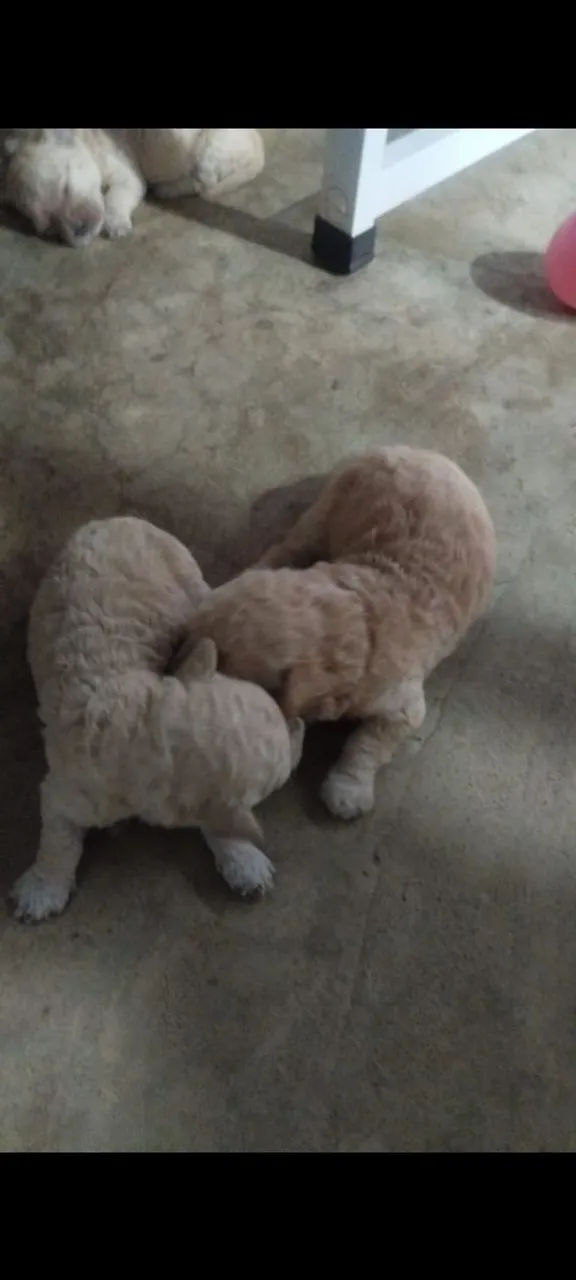 Filhotes de Poodle disponíveis