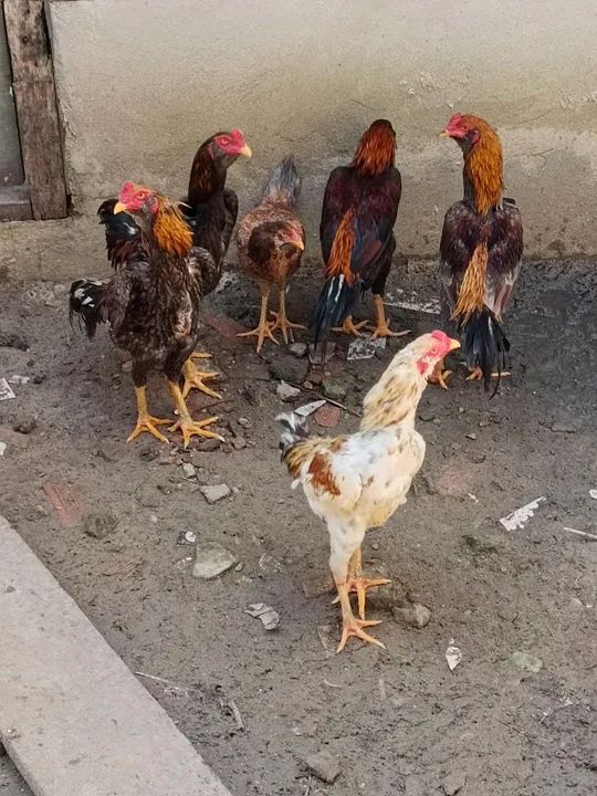 Galos cariocas barbudos.