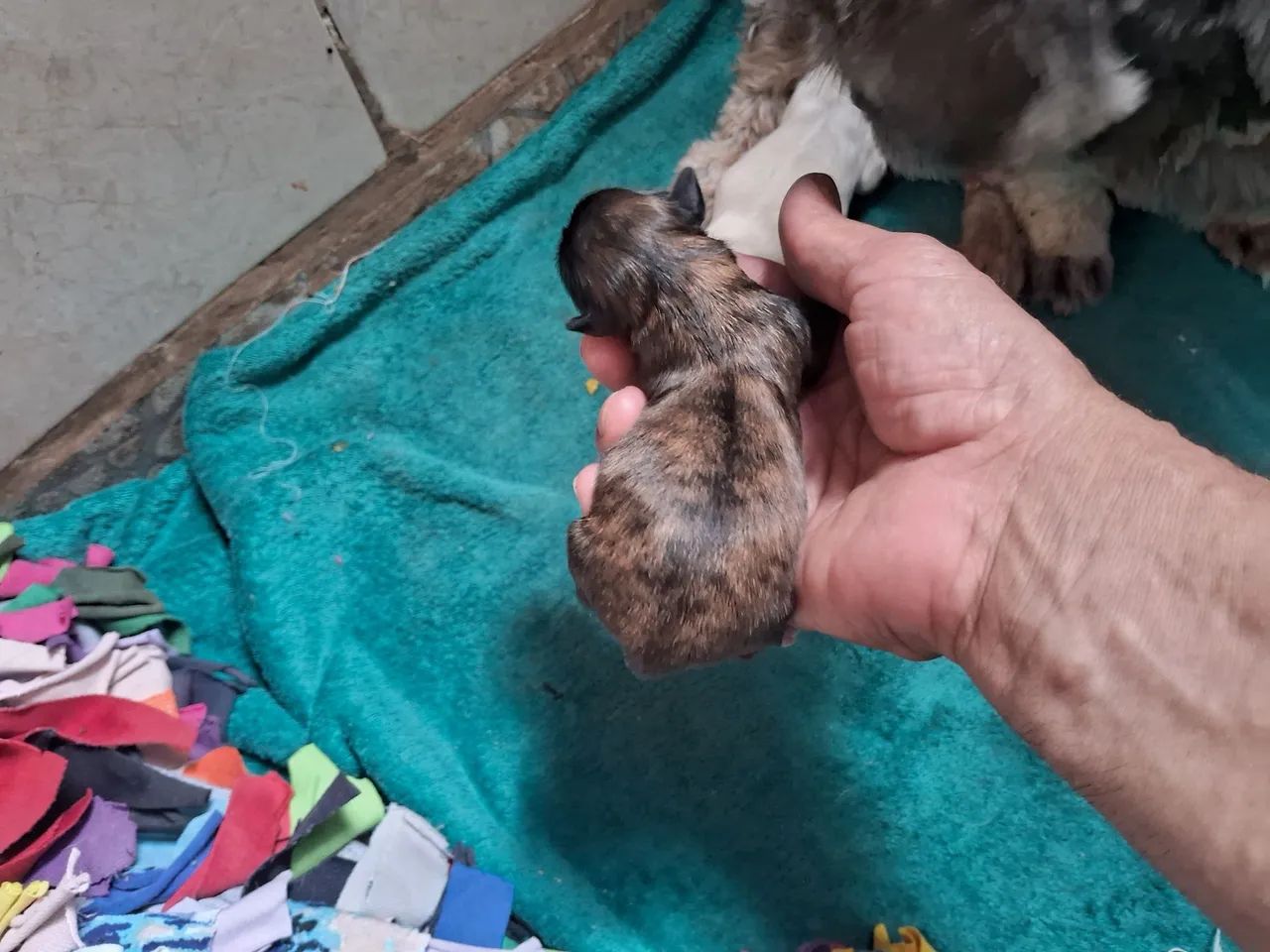 Filhotes de shih tzu - Foto 4