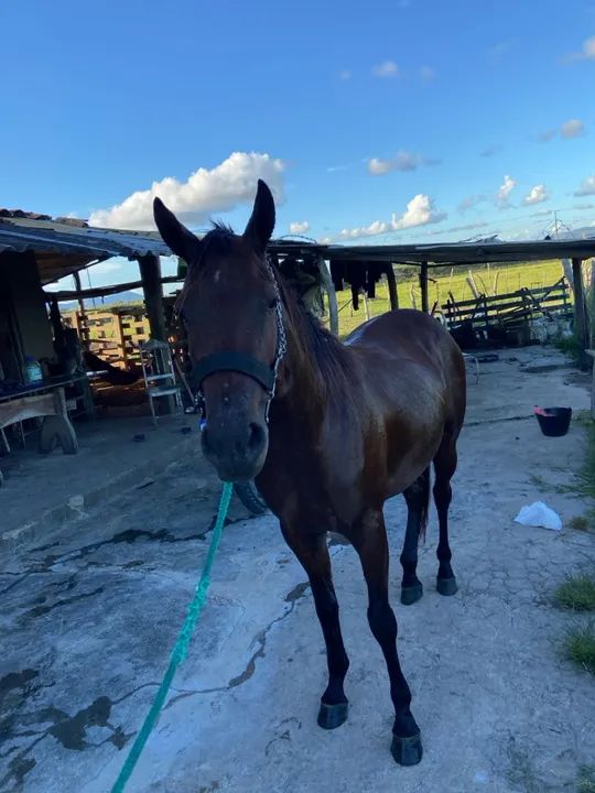 Vendo ou troco potra qm  - Foto 3