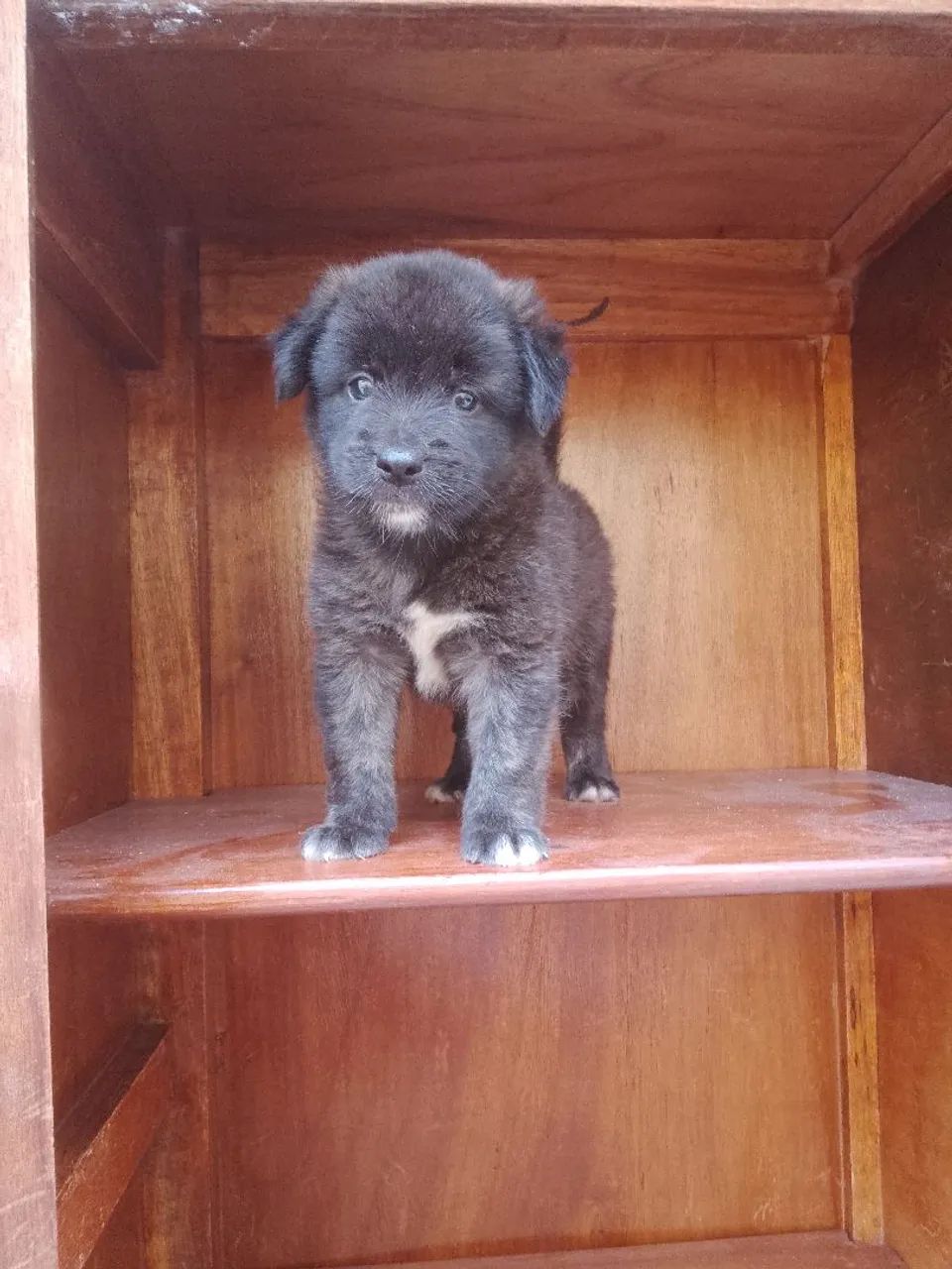 Filhote de rottweiler com chow chow - Foto 3