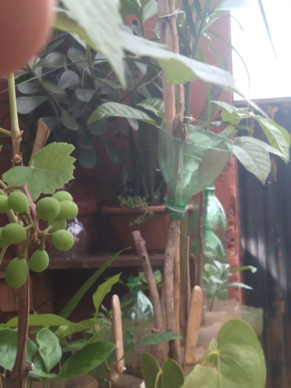 Frutíferas  - Foto 3