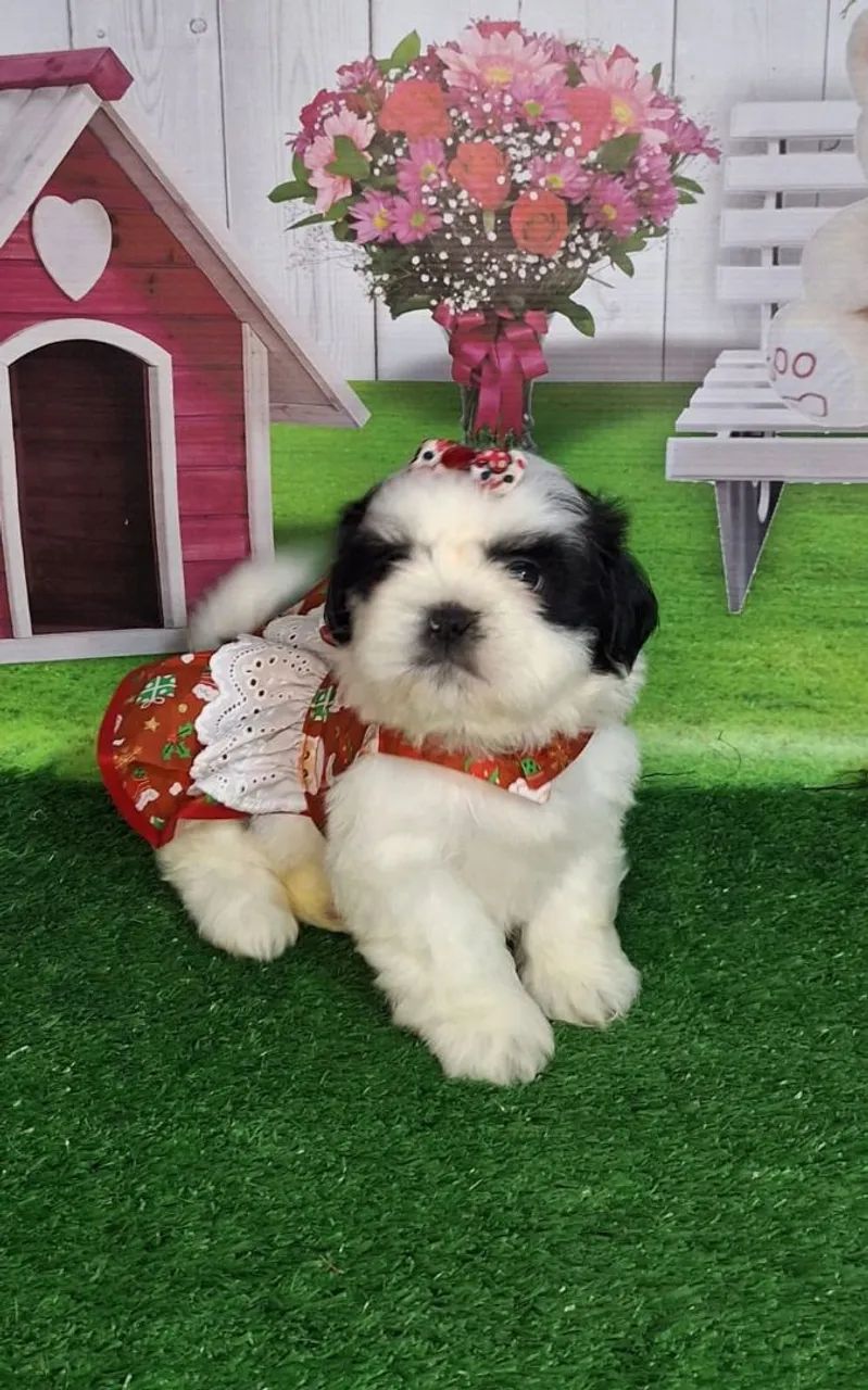 Filhote Shih Tzu Fêmea - Foto 3