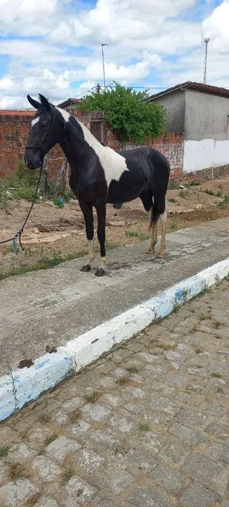 Linda potra pampa de preto natural de marcha picada no cabresto  - Foto 3