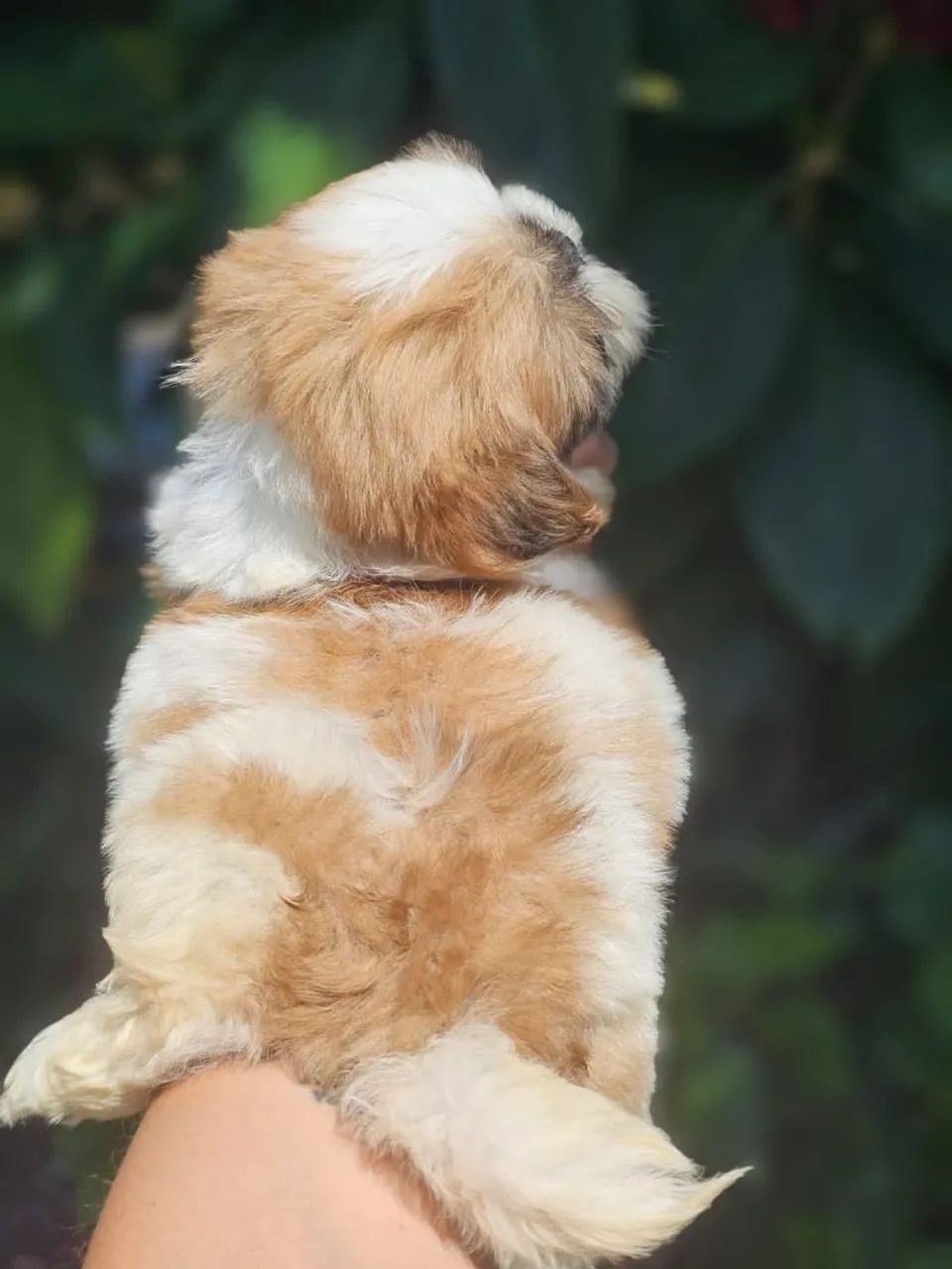 Filhote Shih Tzu macho - Foto 2