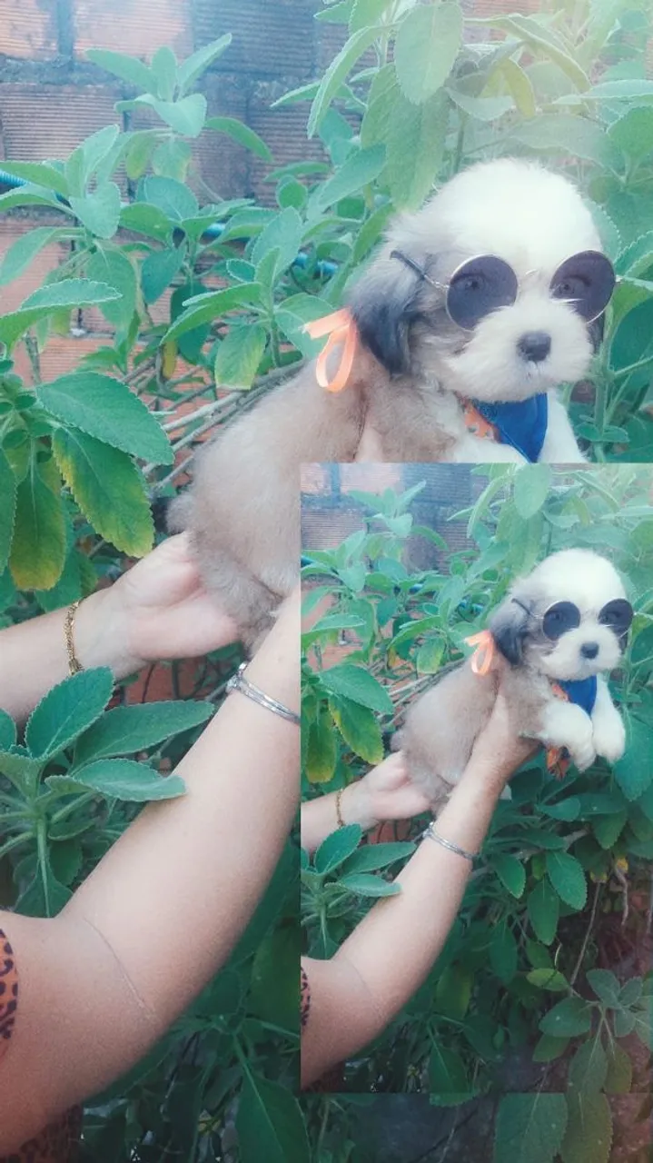 Filhote Shih Tzu fofo e estiloso