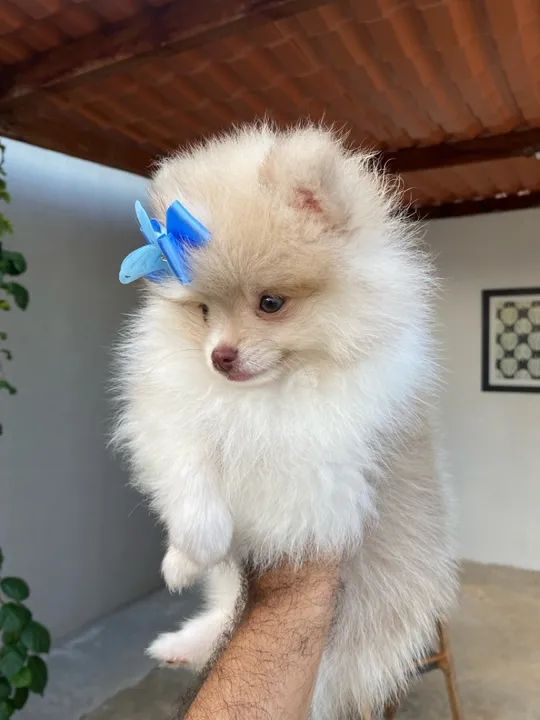 Spitz fêmea 2 meses - Foto 3