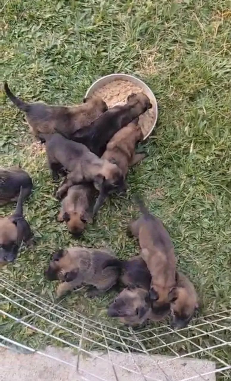 Filhotes de Pastor Belga Malinois - Foto 4