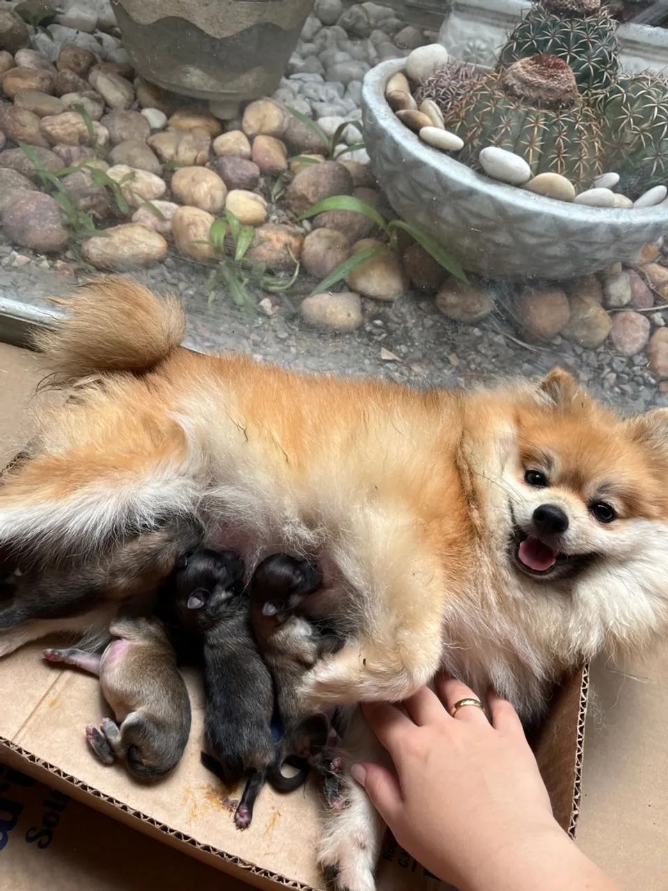 FILHOTE FÊMEA SPITZ ALEMÃO ANÃO / LULU DA POMERÂNIA