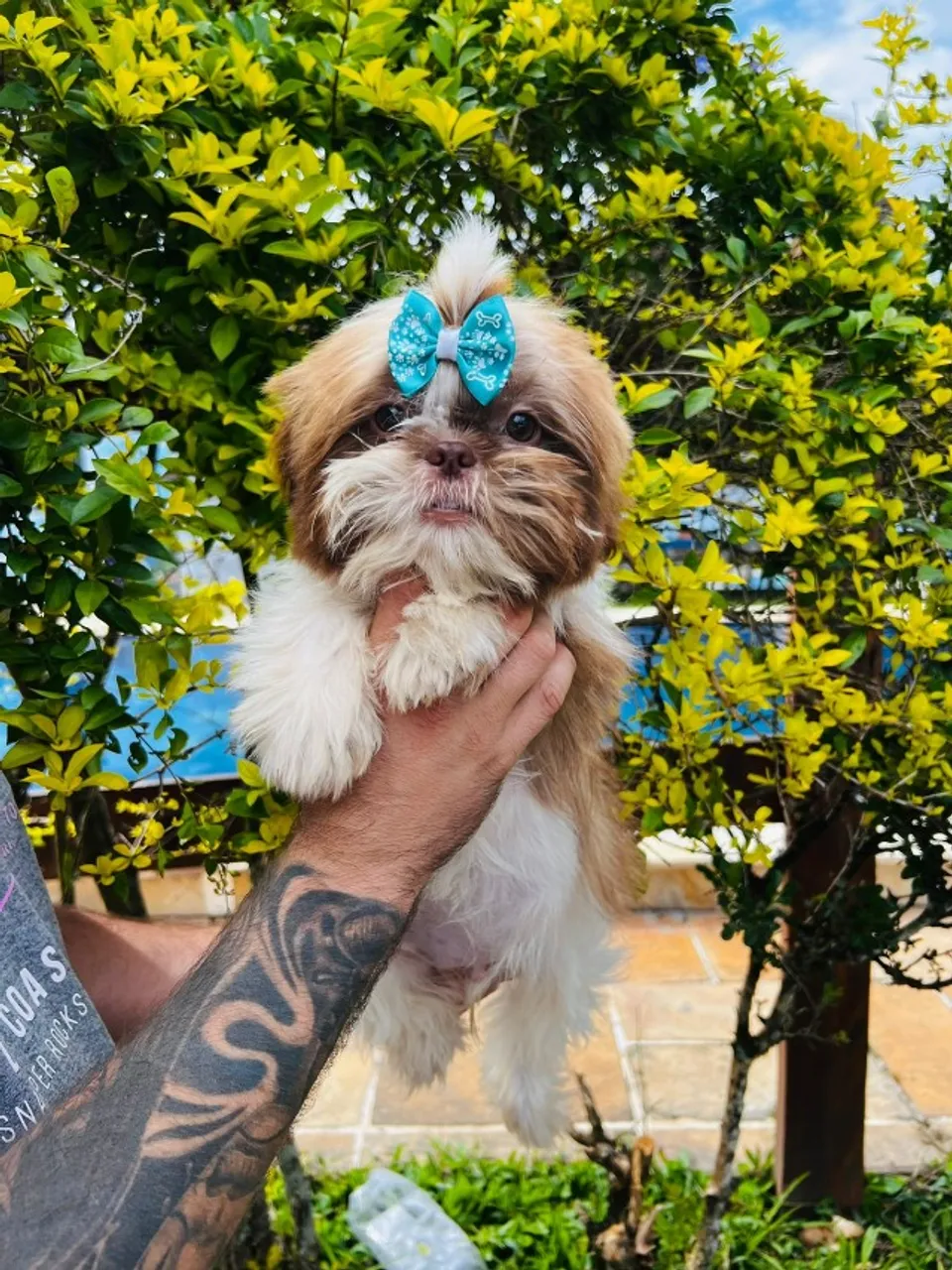 ultimos filhotes de shihtzu garanta ja o seu