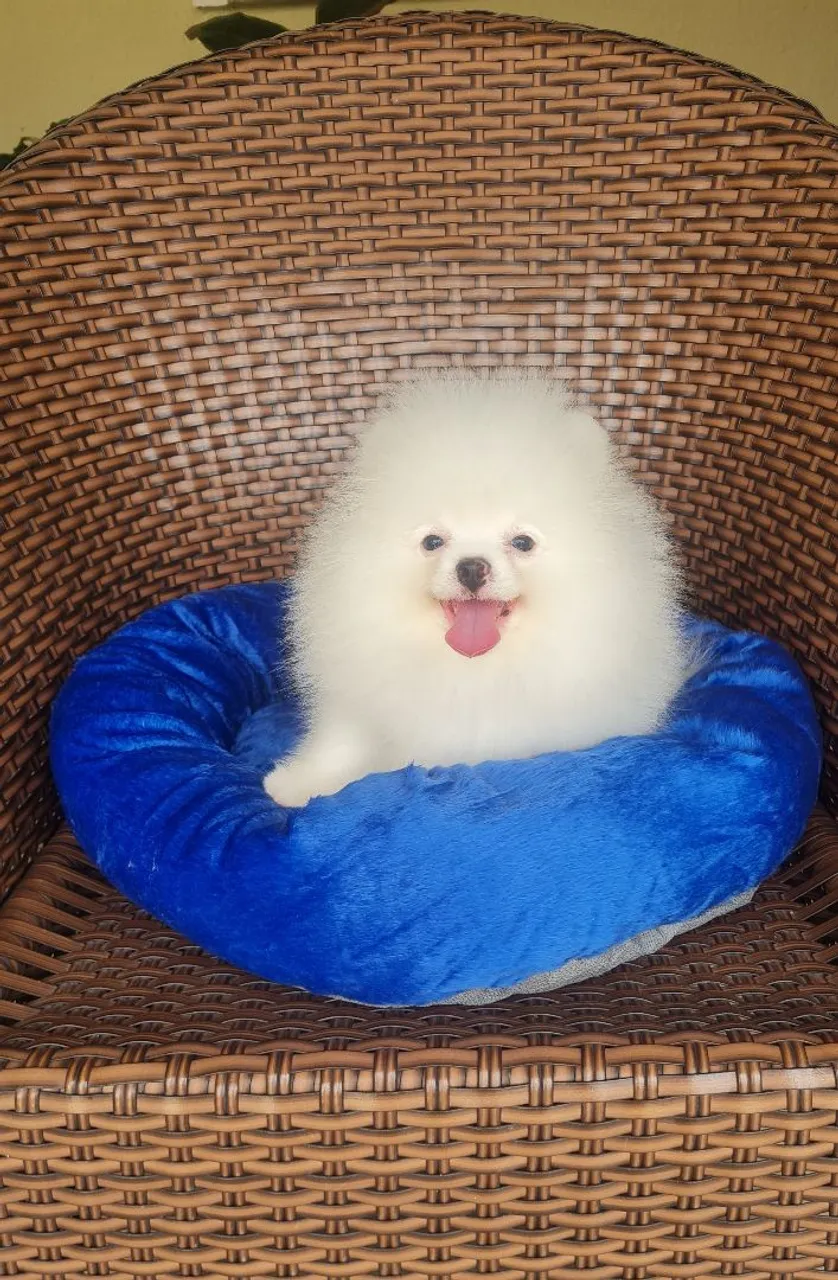 SPITZ ALEMAO BRANCO