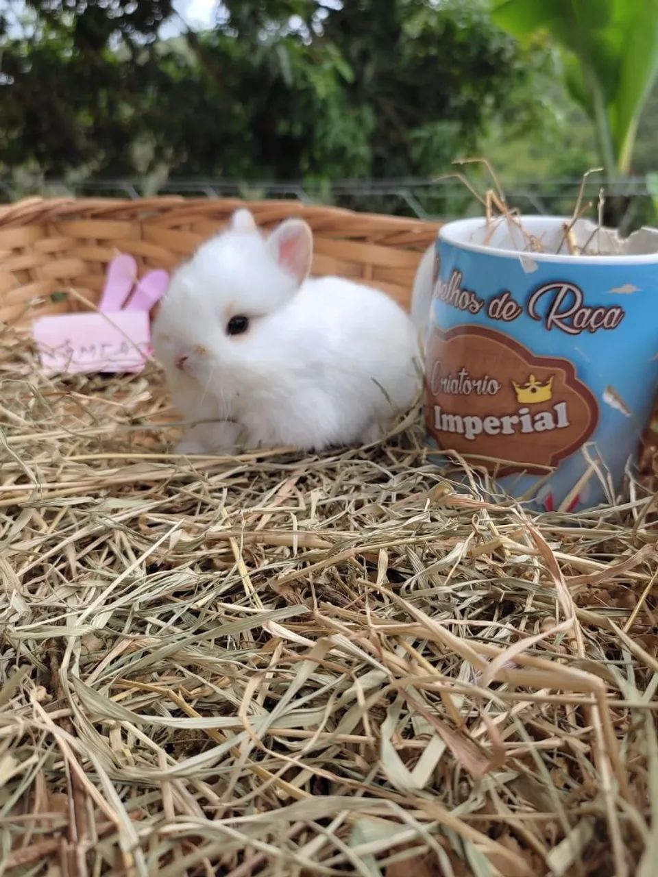 Coelho de companhia - DÓCIL E PEQUENININHOS - Foto 5