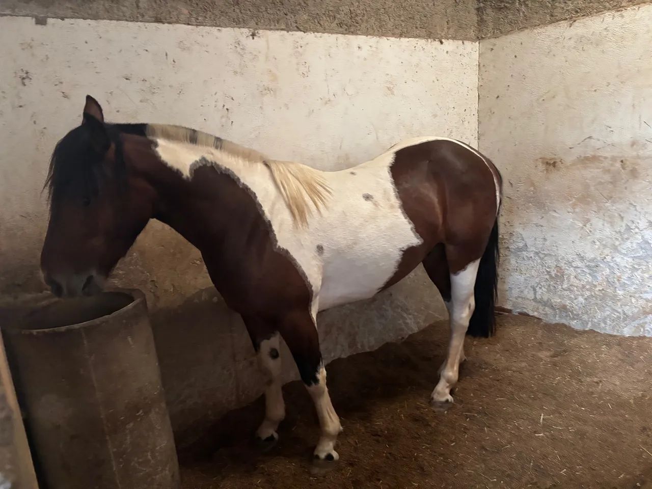 Tubiano lindo forte chama atenção por onde passa 