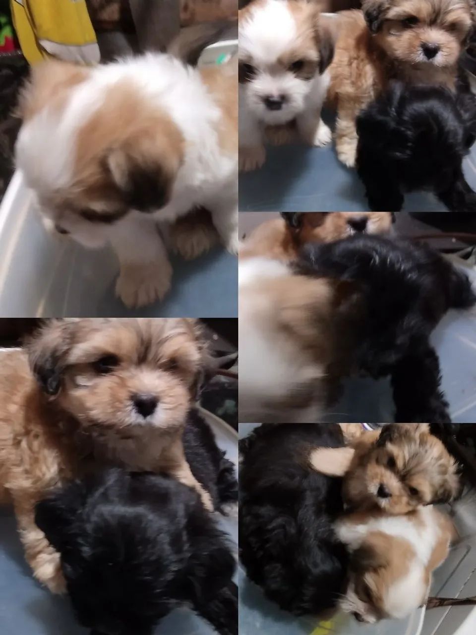 Filhotes de Shih Tzu Lindos e Saudáveis!
