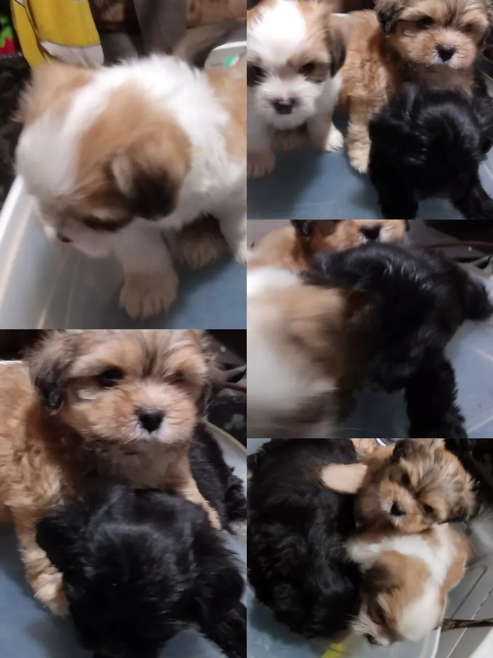 Filhotes de Shih Tzu Lindos e Saudáveis!