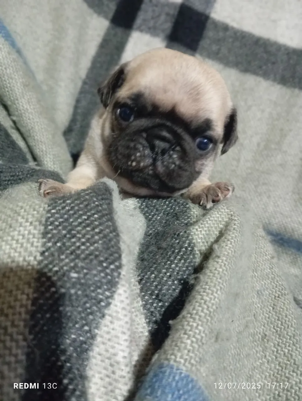 Filhote de Pug fêmea ?