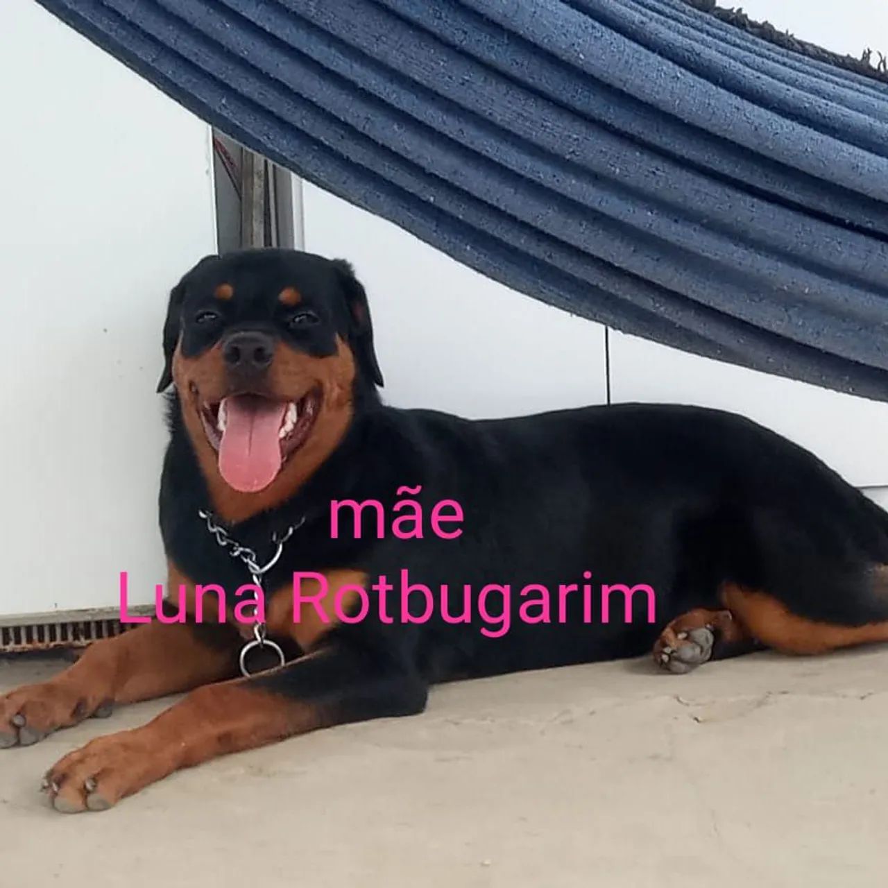 Filhote de rottweiler alto padrão  - Foto 2