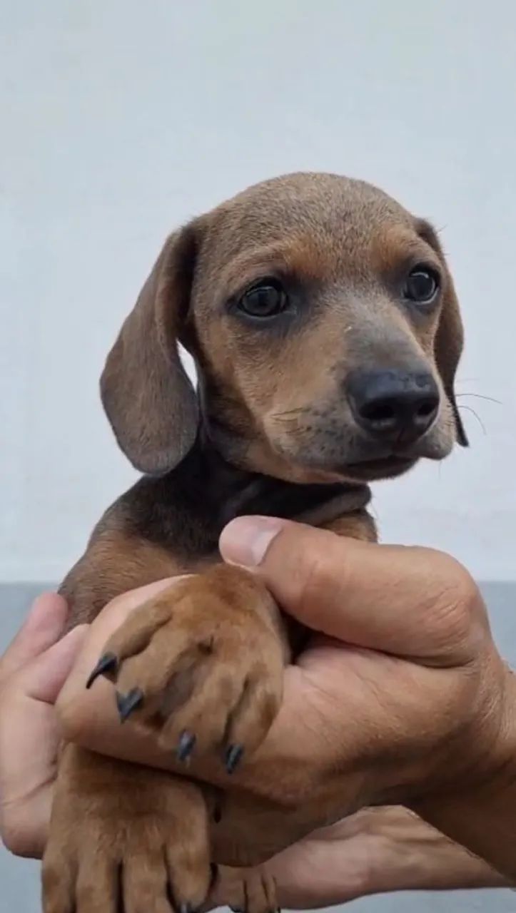 Basset fêmea pronta entrega 