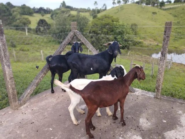 Cabrito Cabra Bode - adultos e filhotes - Varias opções - 28,00 o kg - Foto 4