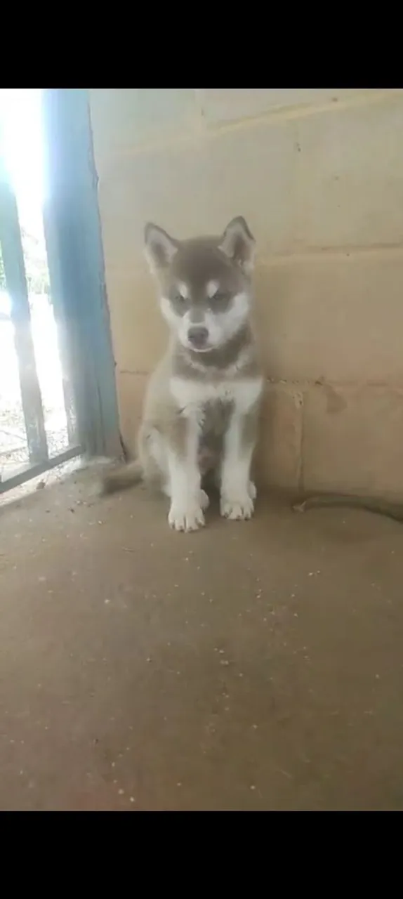 Filhote de Husky Siberiano