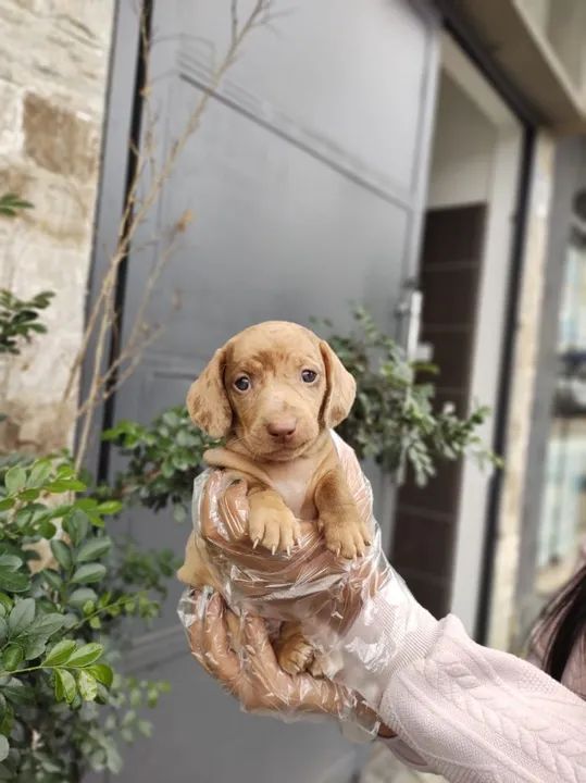 Filhotes de Cachorro Saudáveis e Cheios de Carinho !!