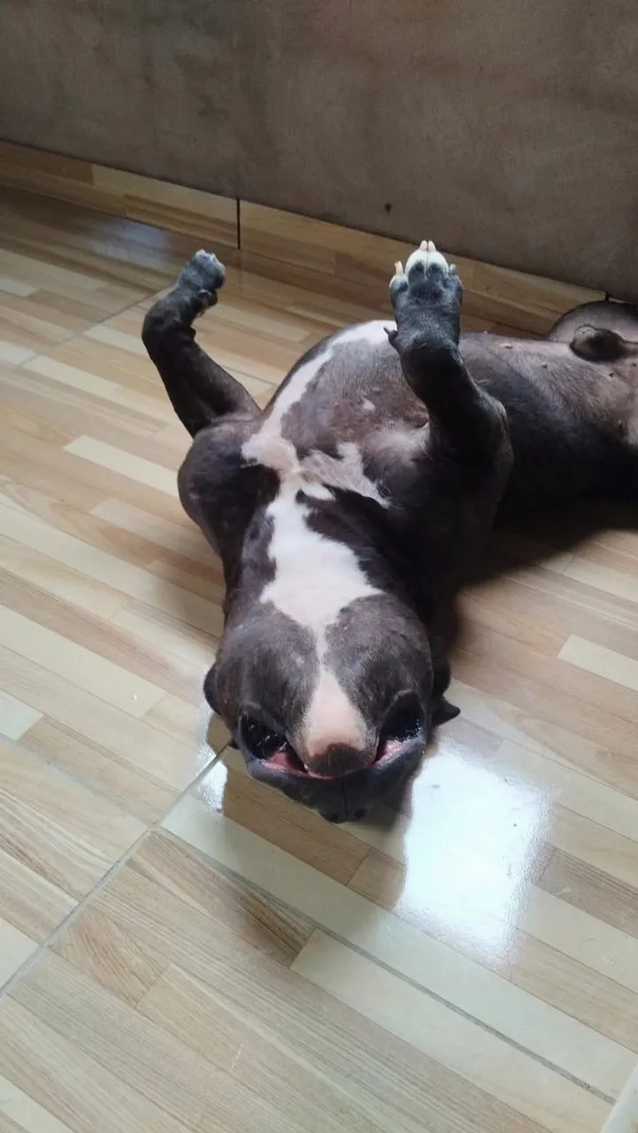 American bully para cruzar.