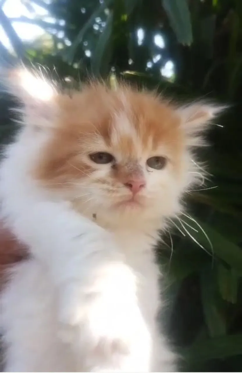 Filhote Maine coon