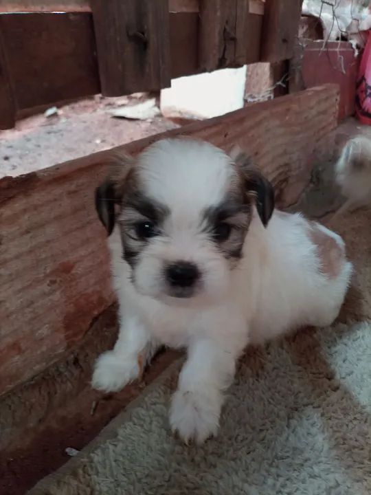 Vende _se filhote de chitzu macho - Foto 3