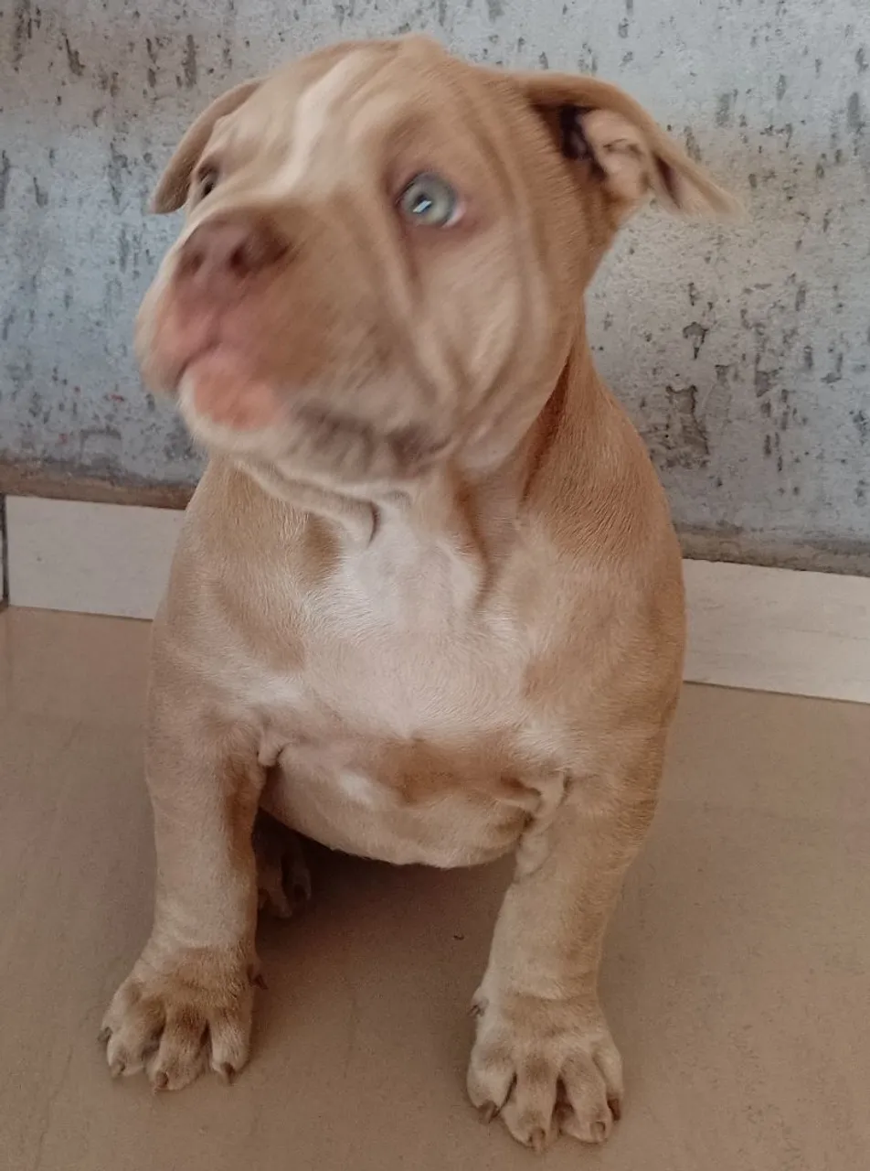 Filhote de American bully standart