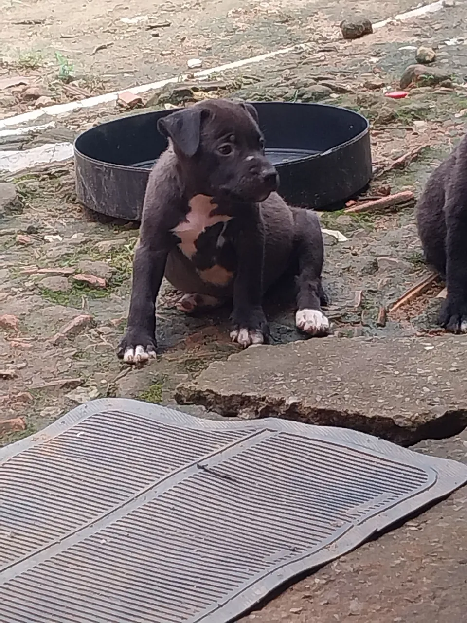 Filhotes de Pitbull