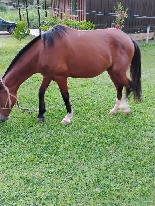 Cavalo manso  - Foto 3