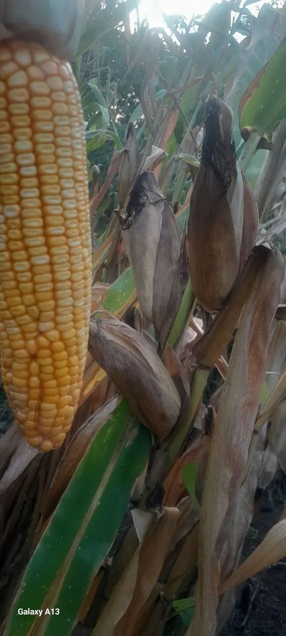 Espigas de milho para produção rural - Foto 2