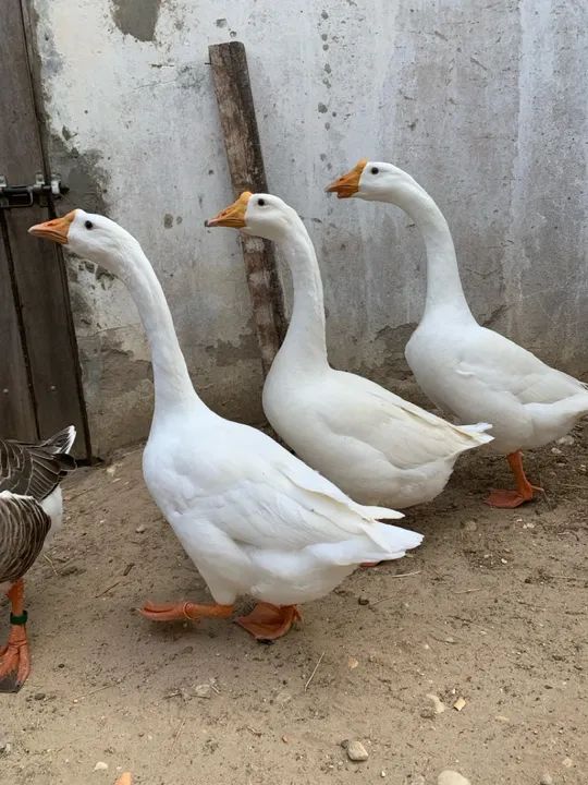 Ganso sinaleiro chinês  - Foto 3
