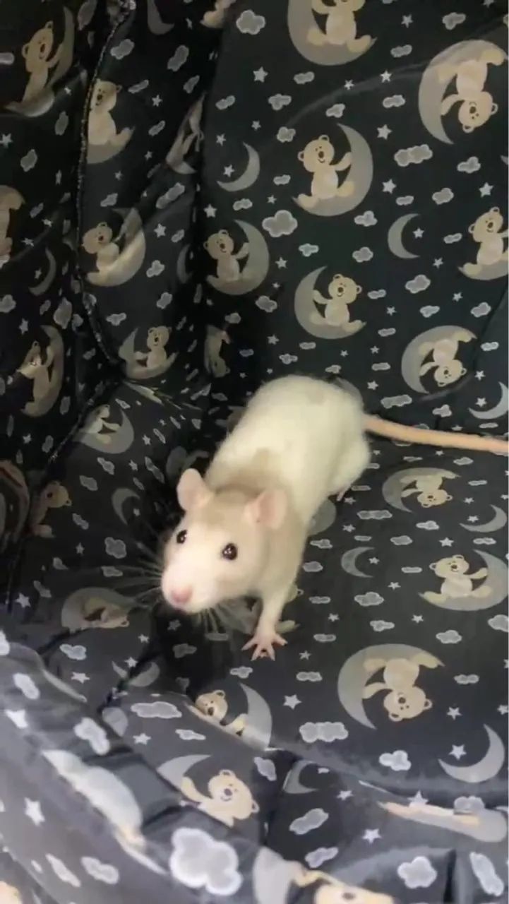 Ratos Twister fêmeas, duas por R$80