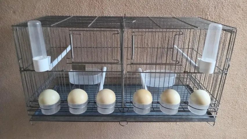 Gaiola Voadeira/Criadeira