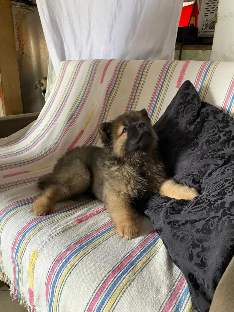 Filhote de Chow Chow disponível para Venda