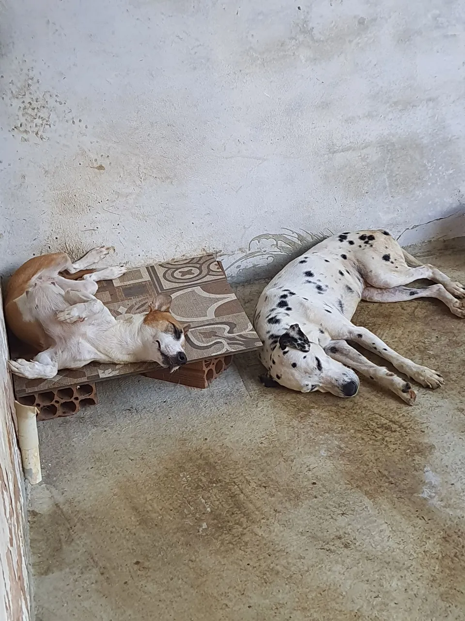 Doa-se Dalmata