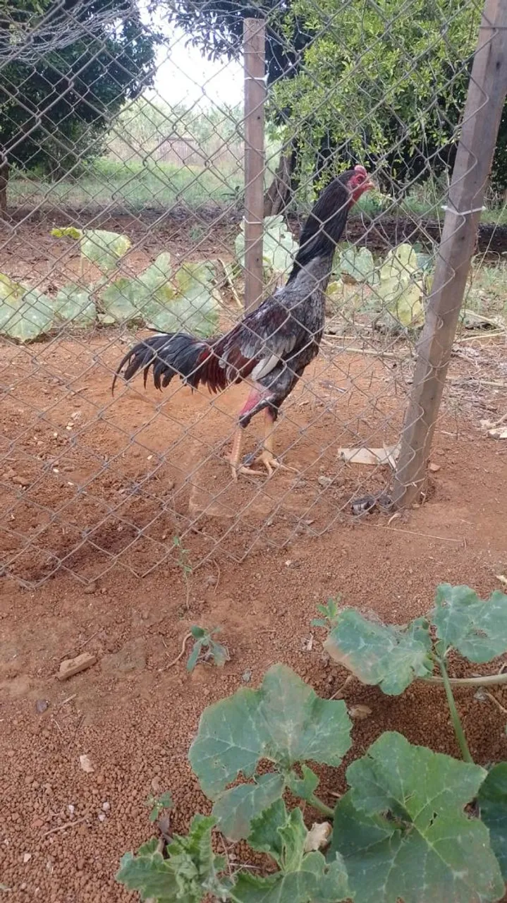 Galo mura