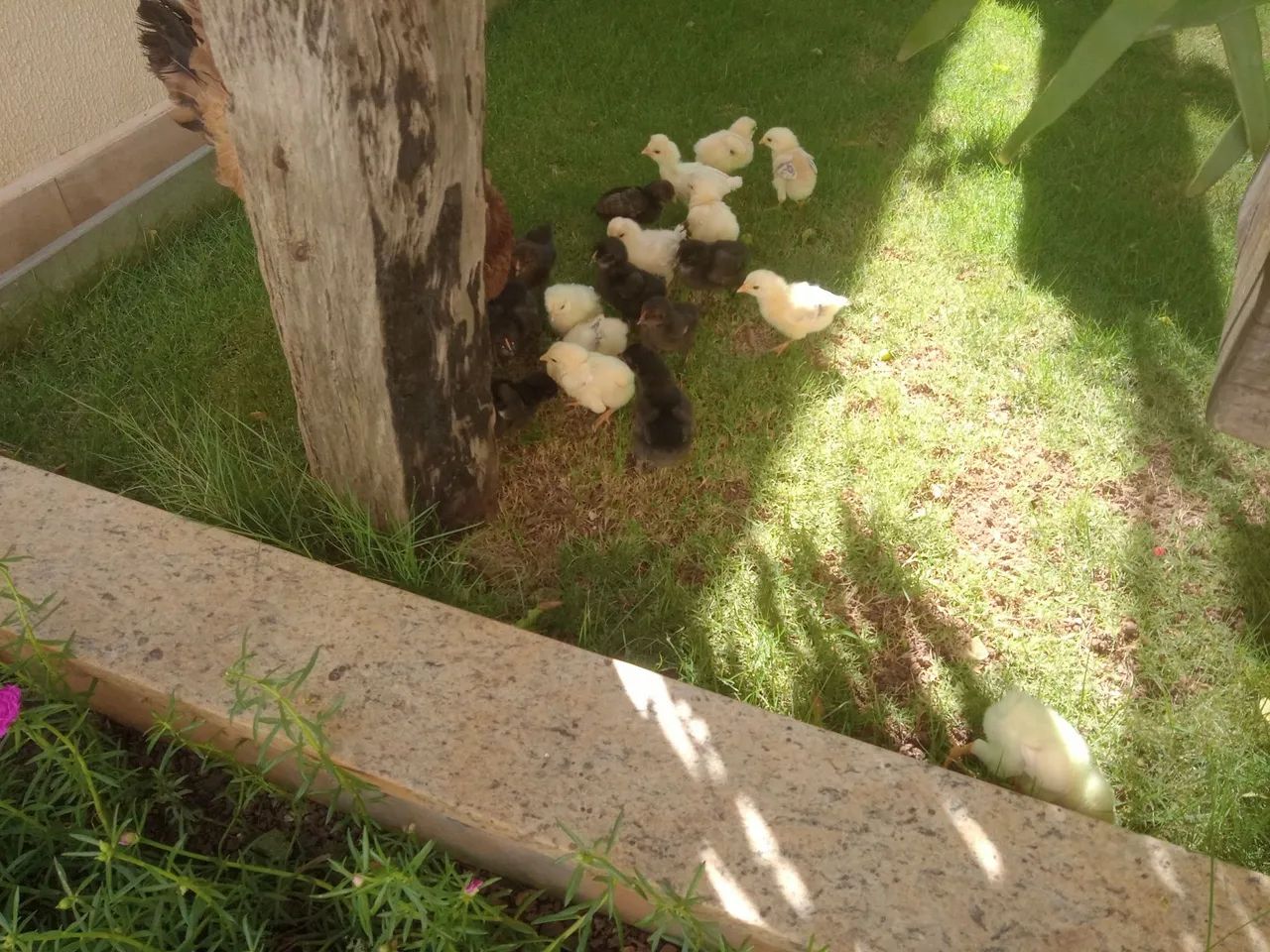 Galinha Caipira Nova com 19 Pintinhos  - Foto 3