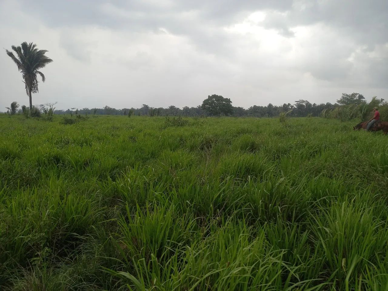 Fazenda São Cristóvão a 11km de Araguaína  - Foto 5
