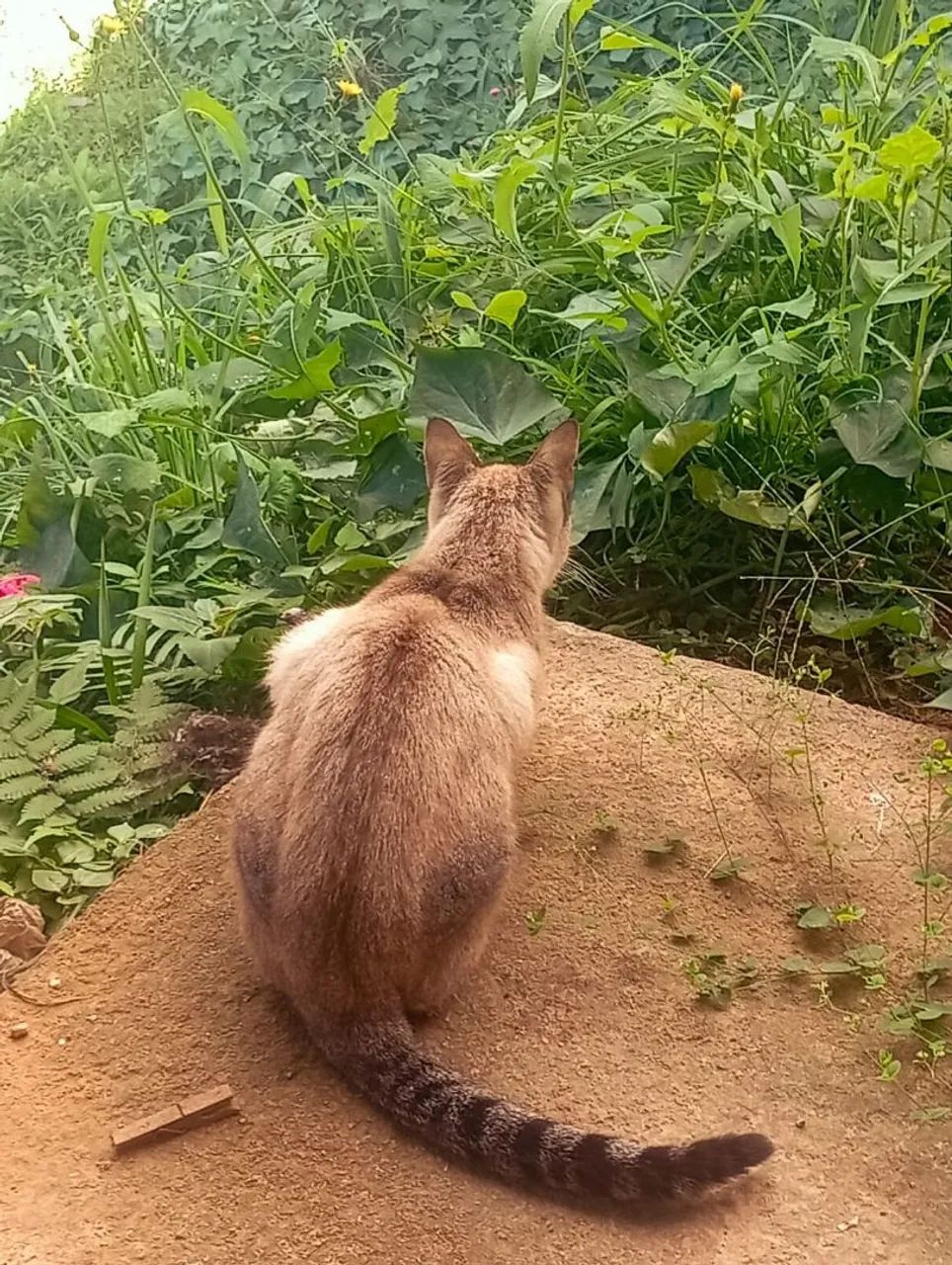 gato macho  - Foto 5
