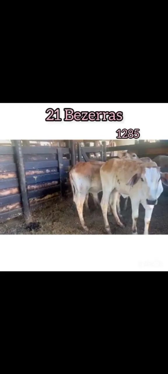 21 Bezerras  - Foto 3
