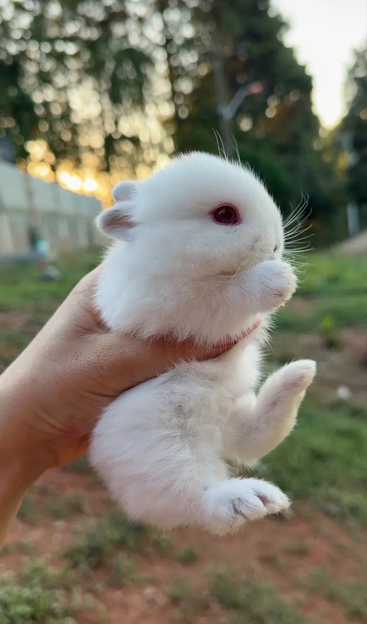 mini coelhos  - Foto 3