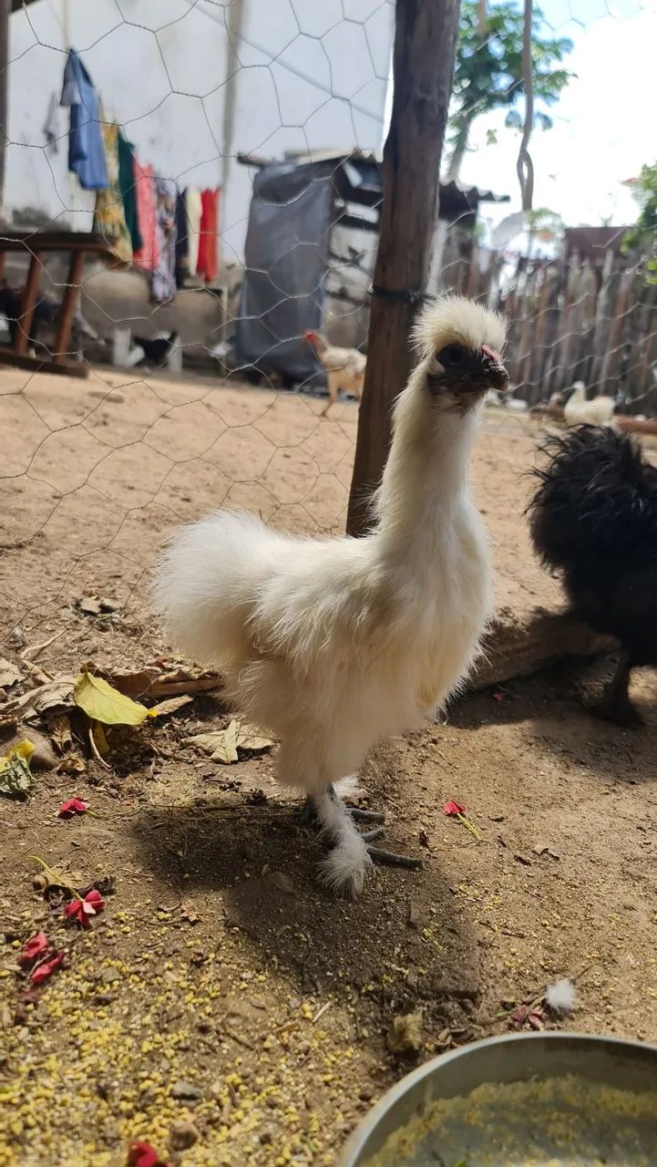 Sedosa do Japão  - Foto 3