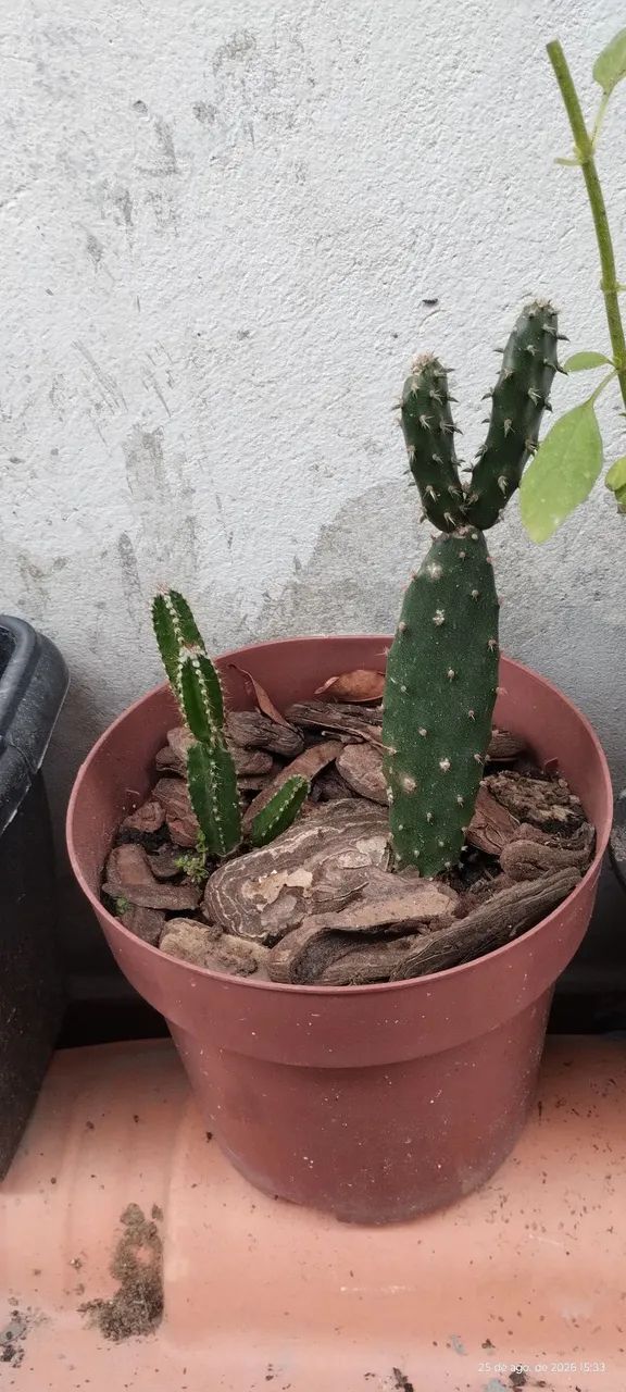 Cactos 