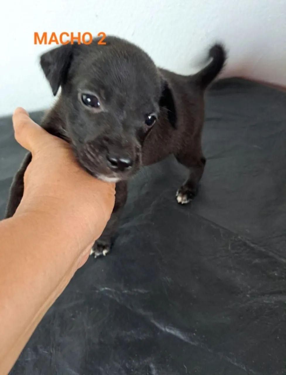 Cães Para Adoção  - Foto 3