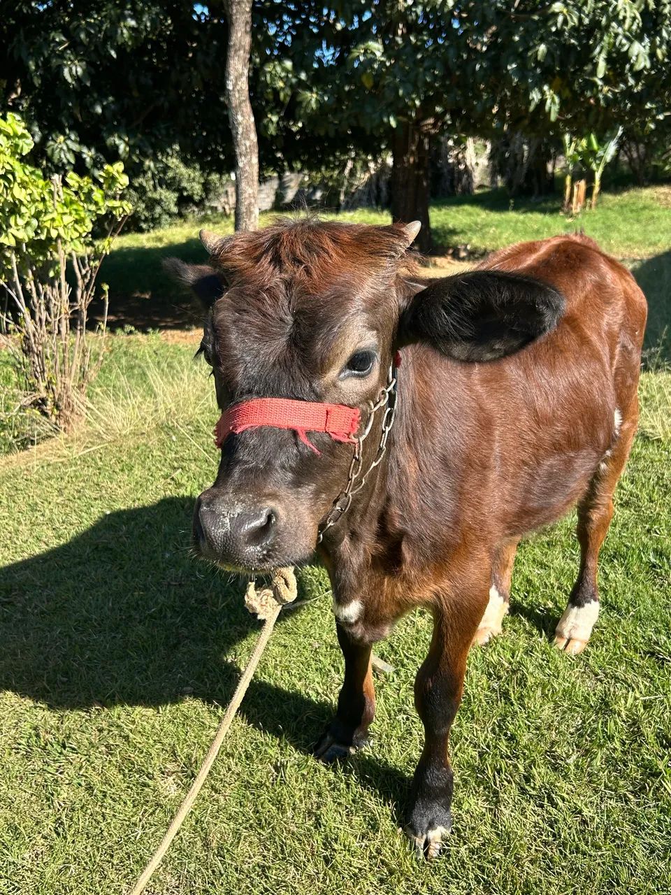 Mini vaca  - Foto 3