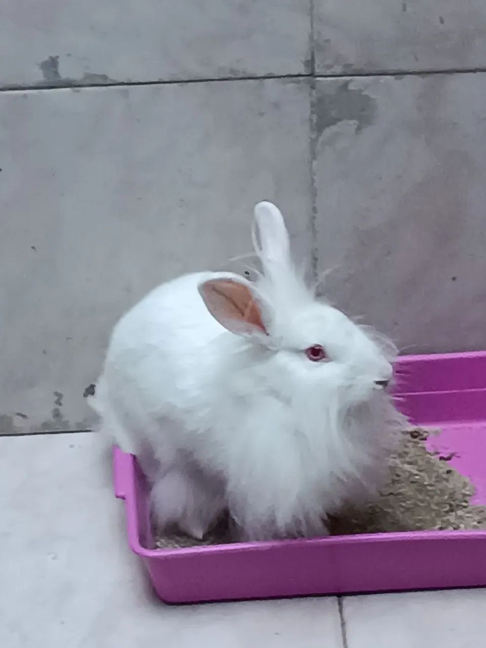 Coelho